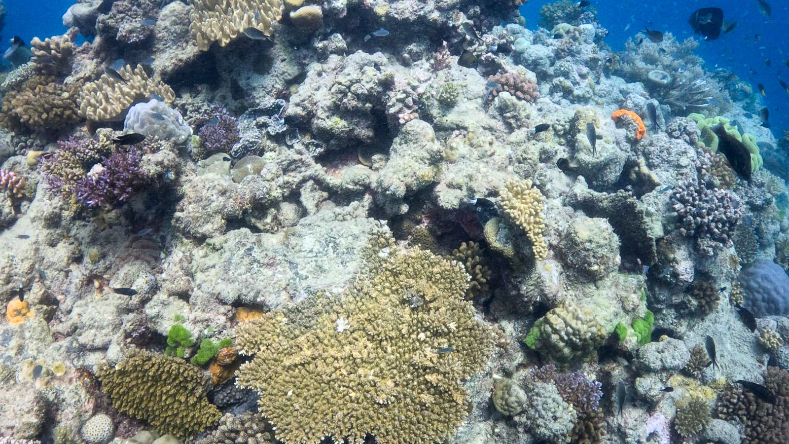 Great_Barrier_Reef.jpg