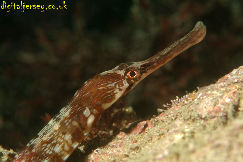 Greater Pipefish