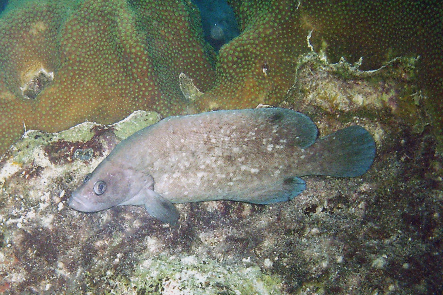 Greater Soapfish