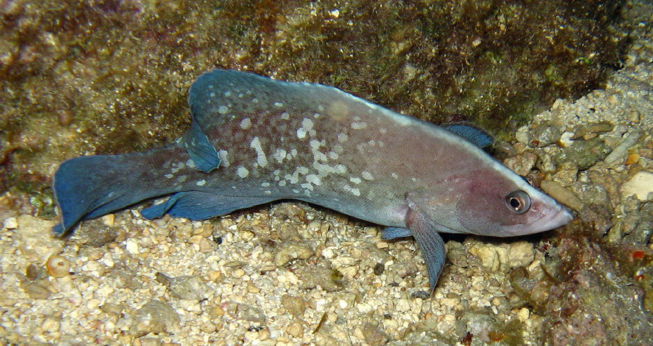 Greater Soapfish