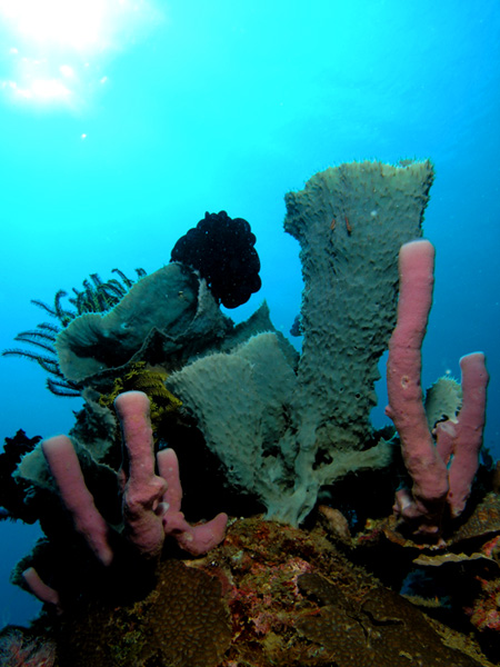 Green and Pink Sponges