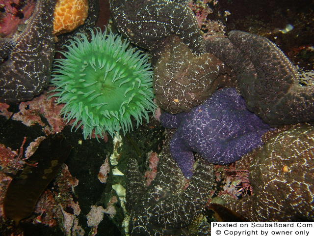 Green Anenome and starfish