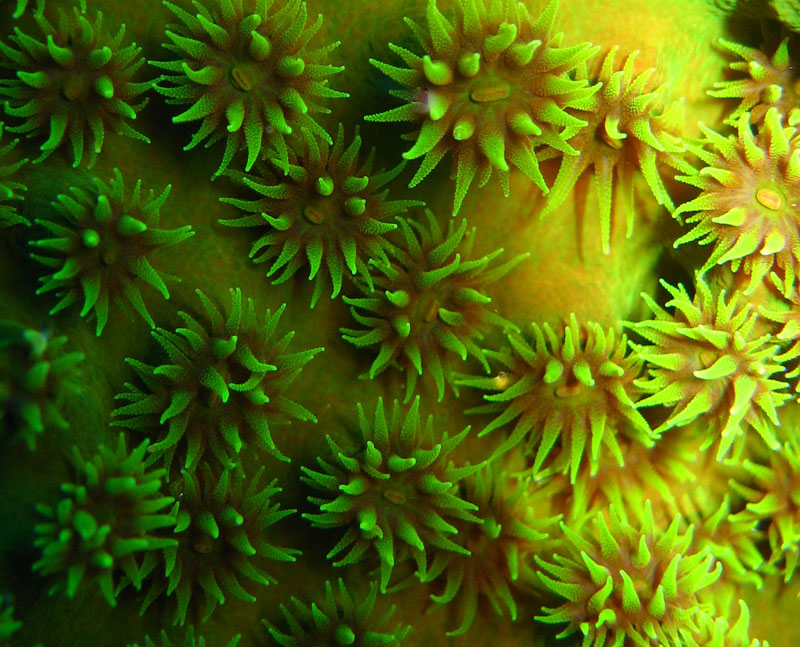 Green Coral