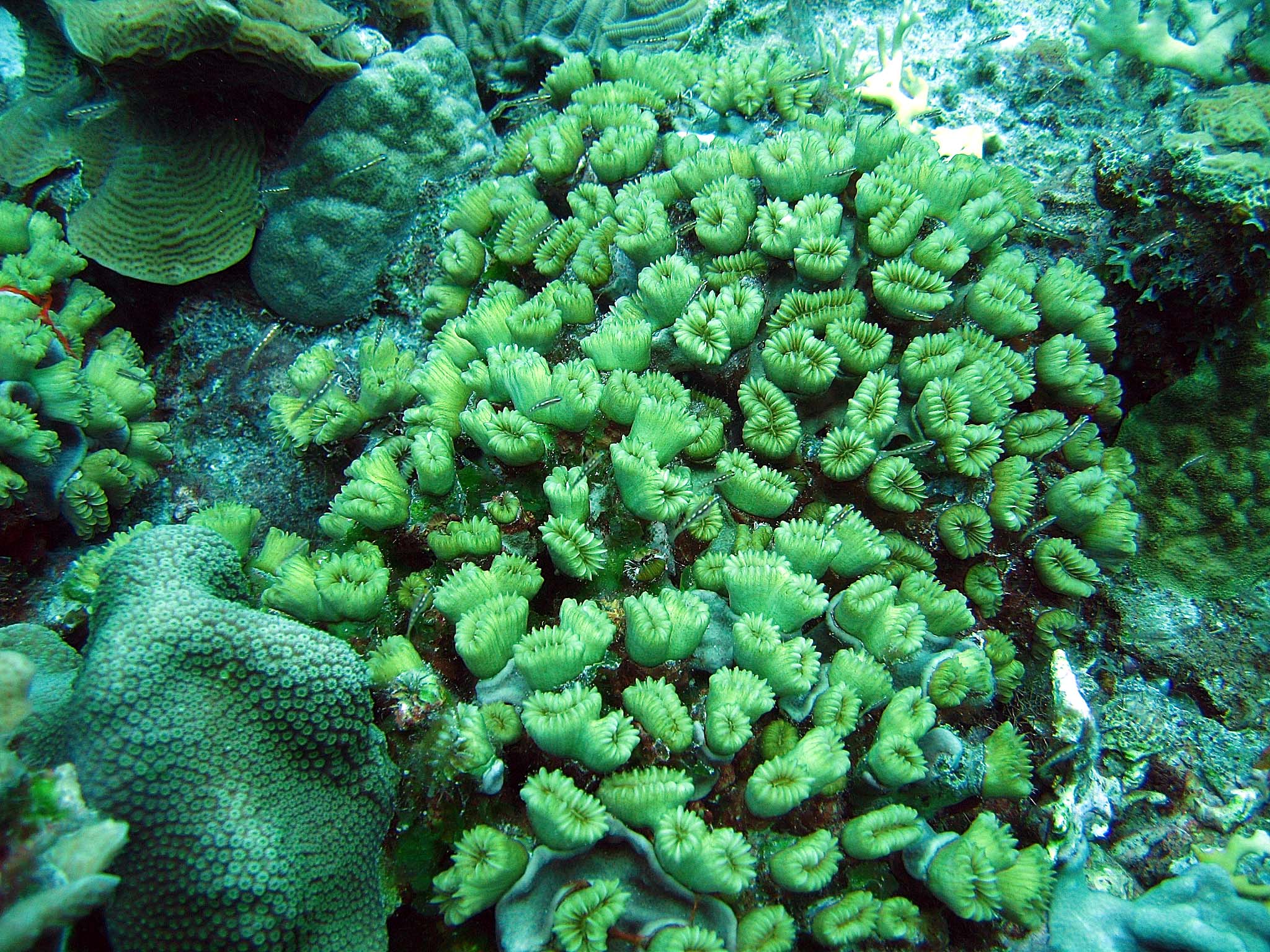 Green Fish, Green Coral