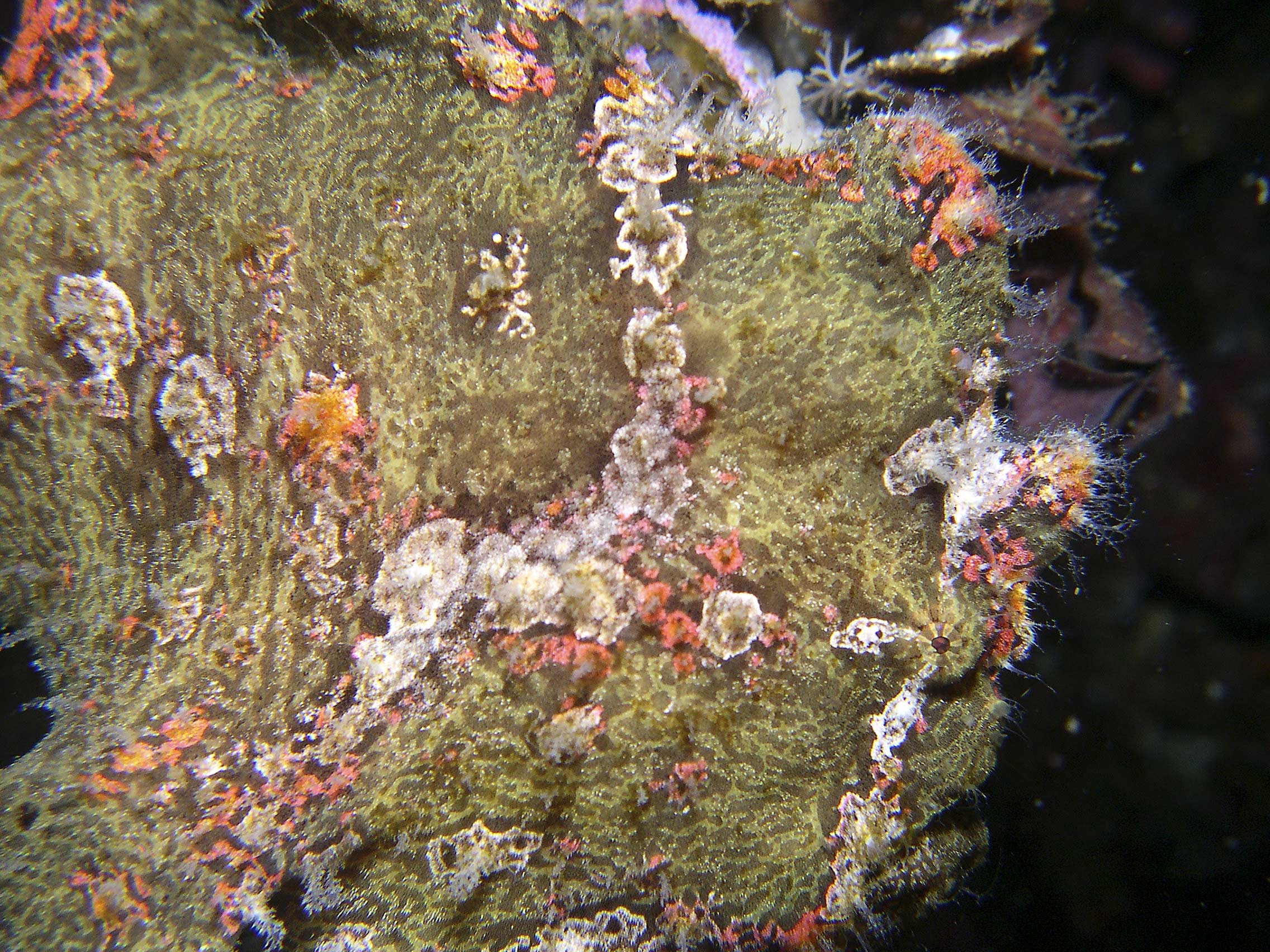 green-frogfish