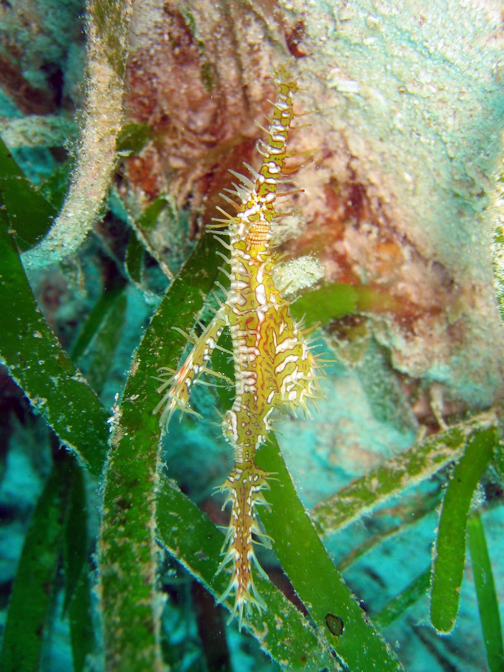 green ghostpipe fish