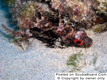 Green Lion Fish