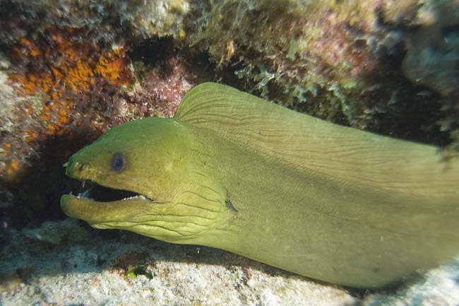 green moray 2