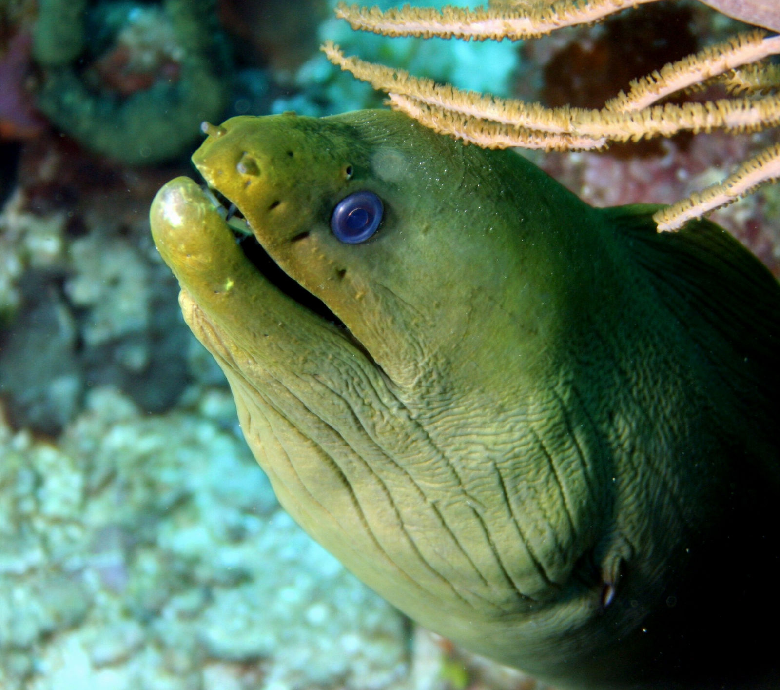 Green Moray 4