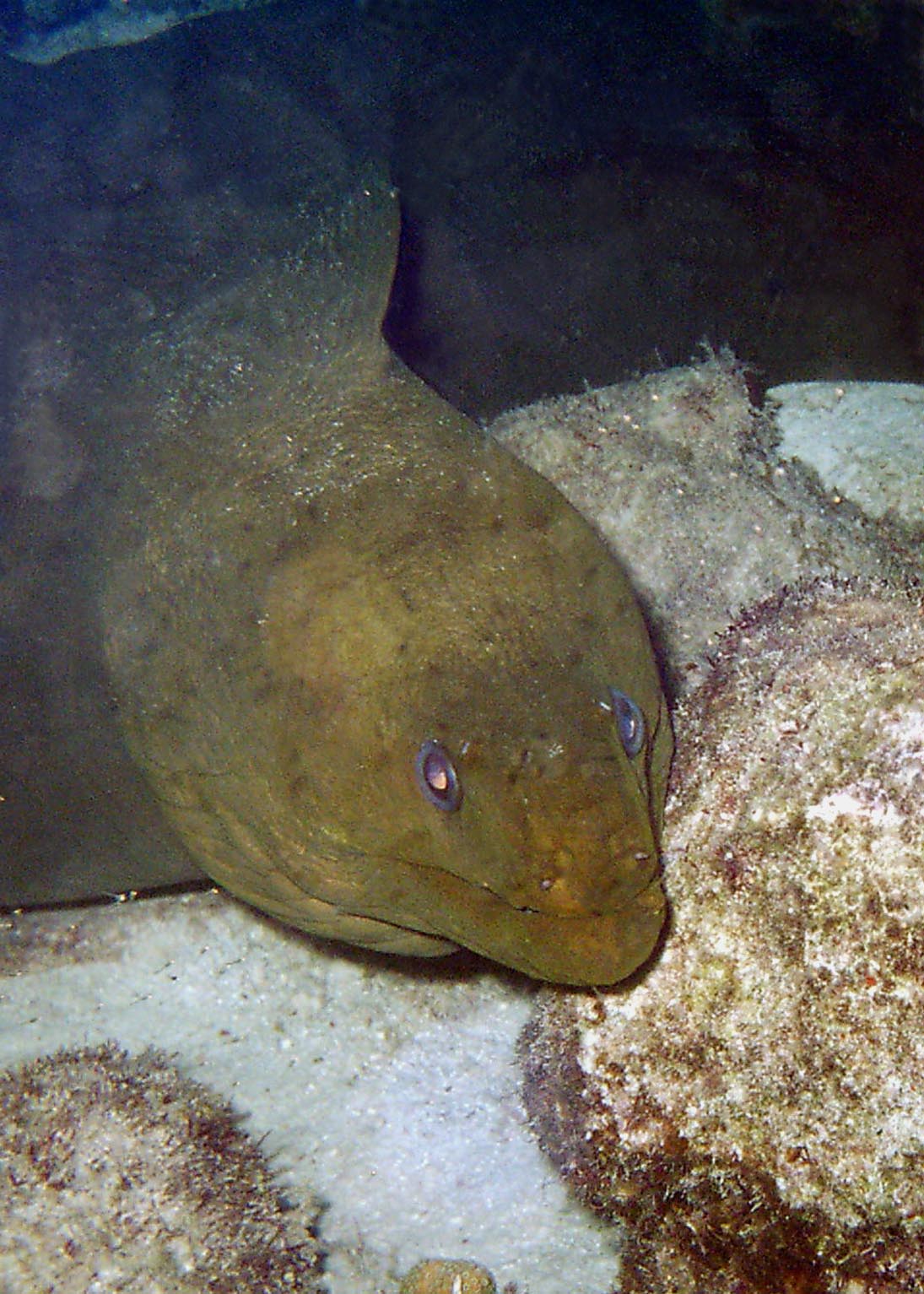 Green Moray (about 5' long, at Andrea II)