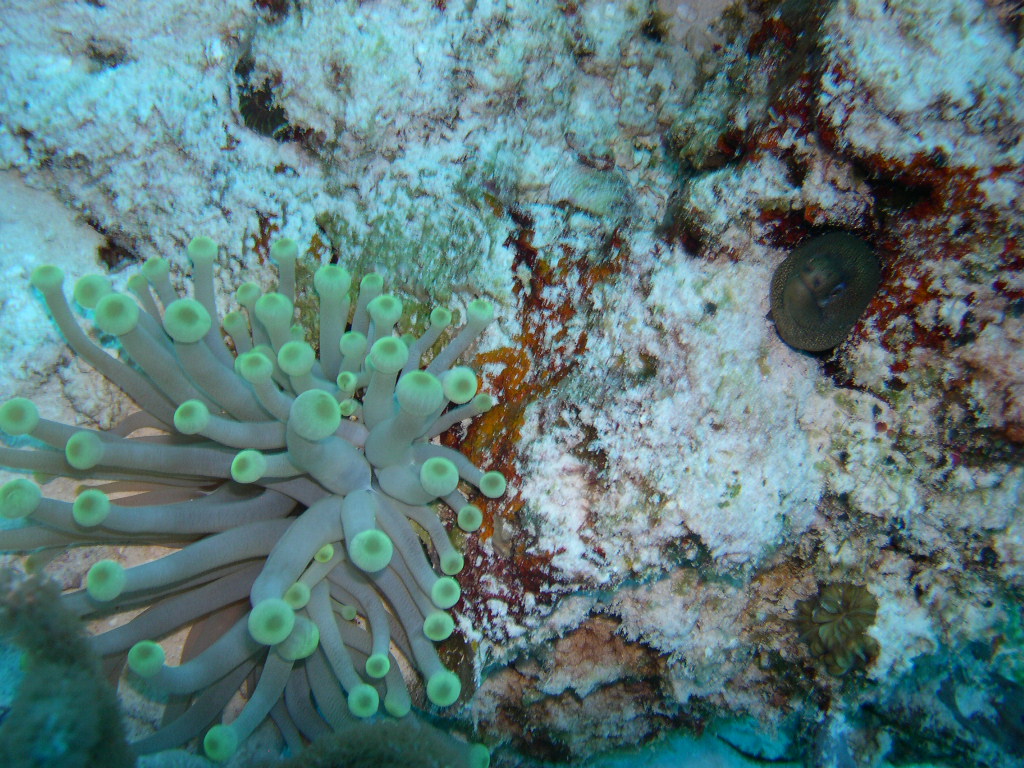 Green Moray & Anenome