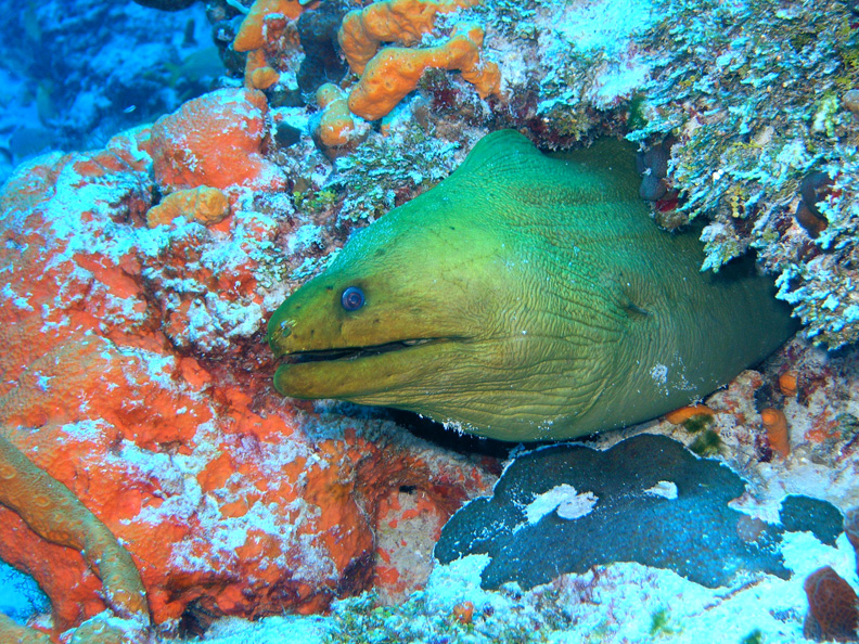 Green Moray (Barracuda reef)