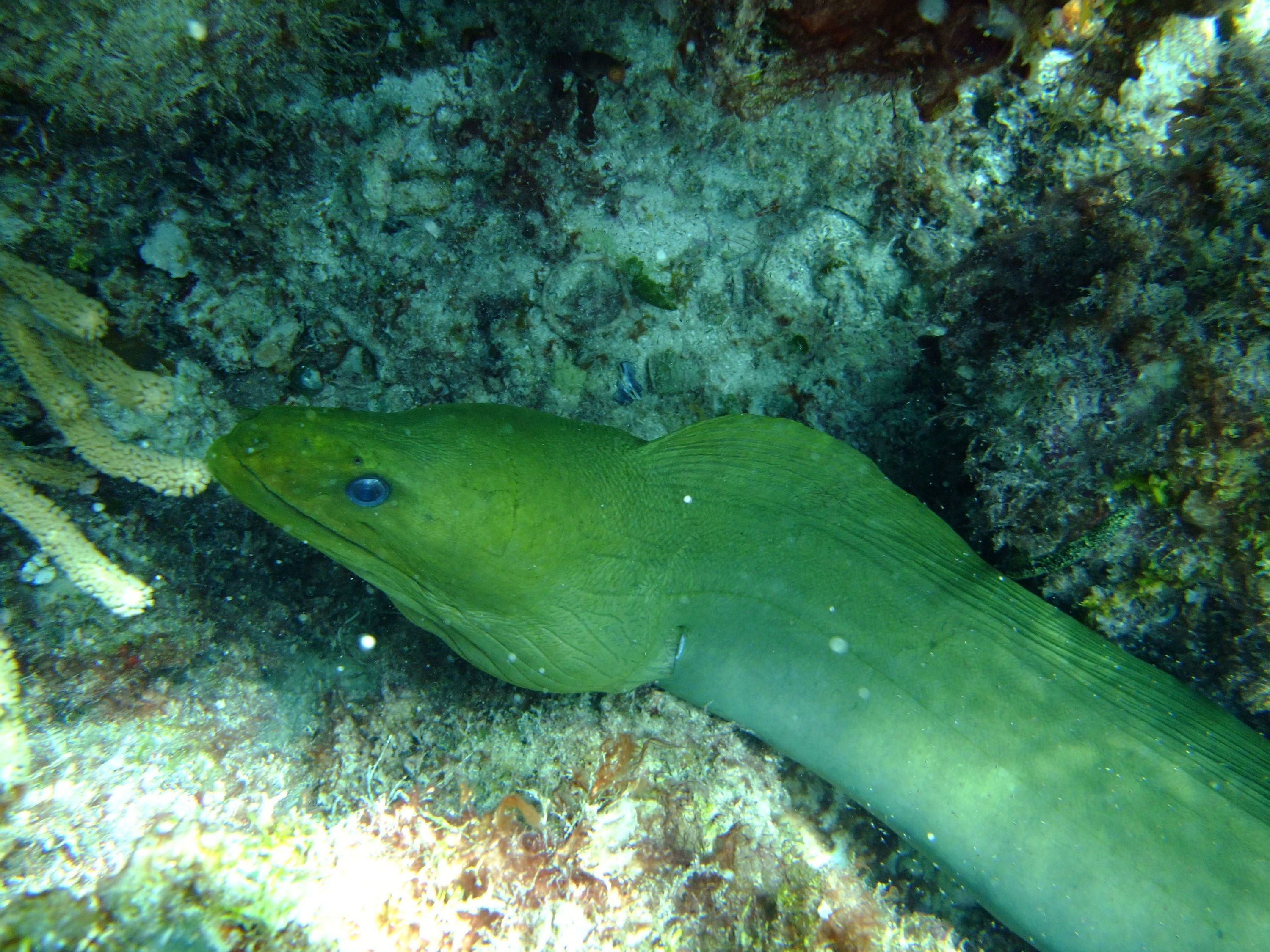 Green Moray Eel - Cancun, Mexico