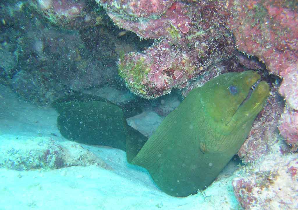 Green Moray Eel - Mollasses Reef Key Largo Florida