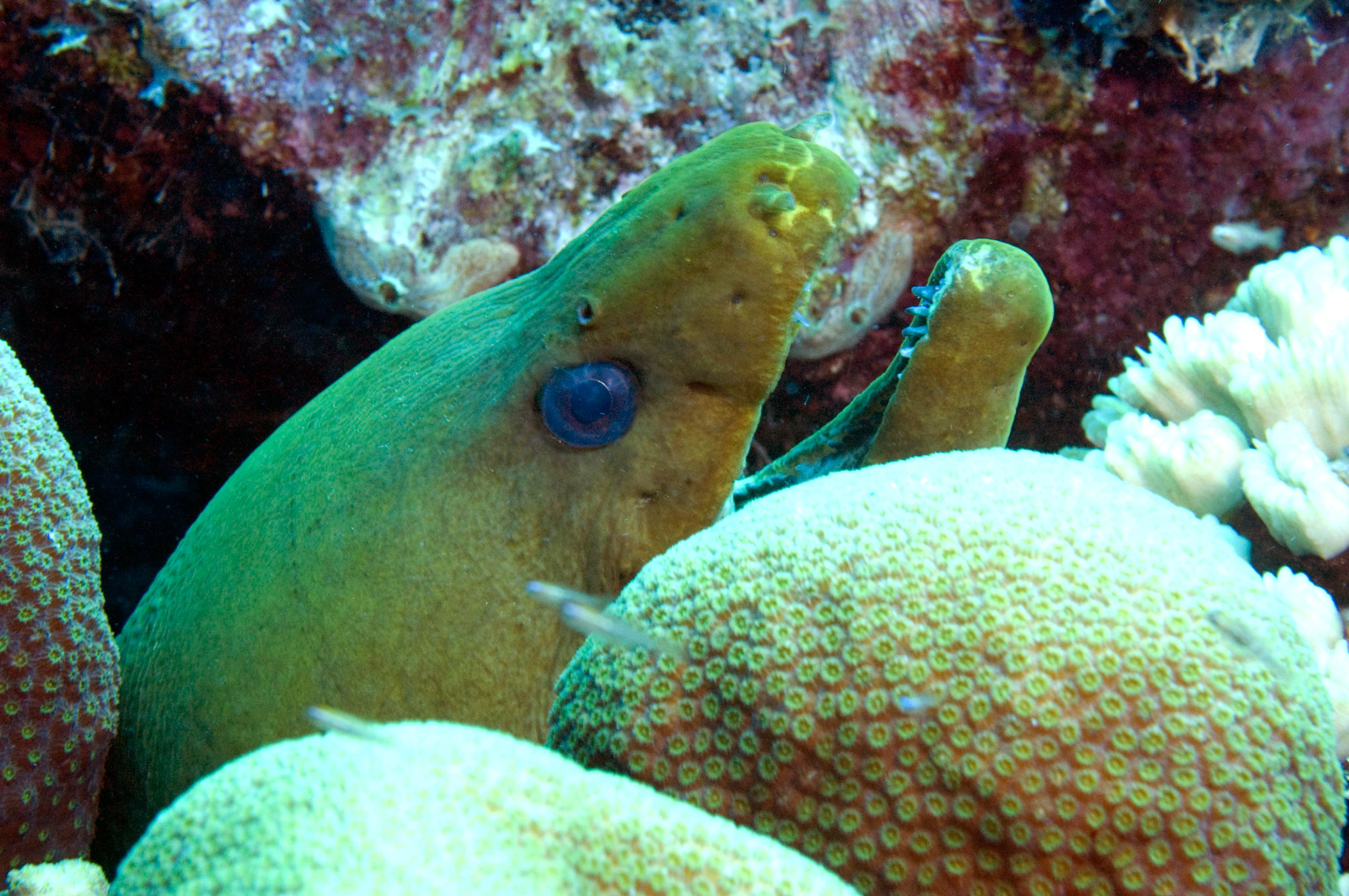 Green Moray Eel