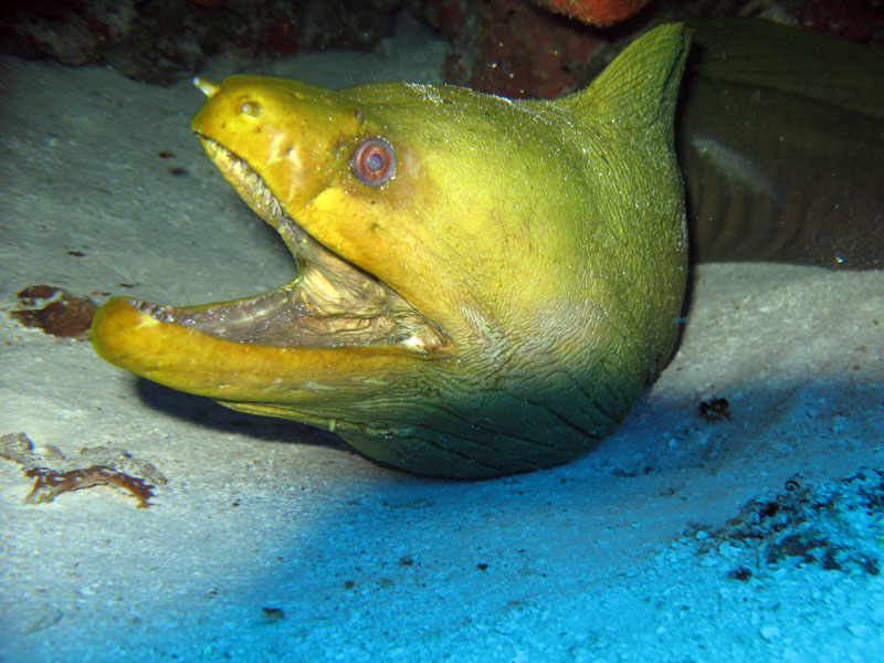 Green Moray Eel