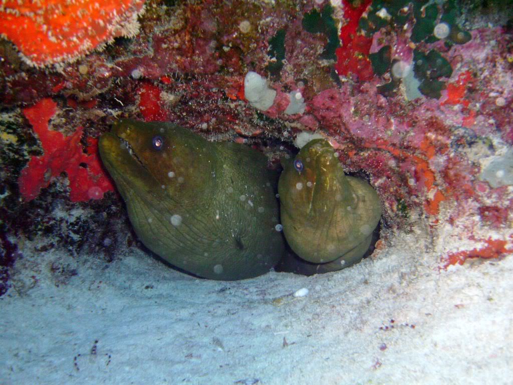 Green Moray Eel