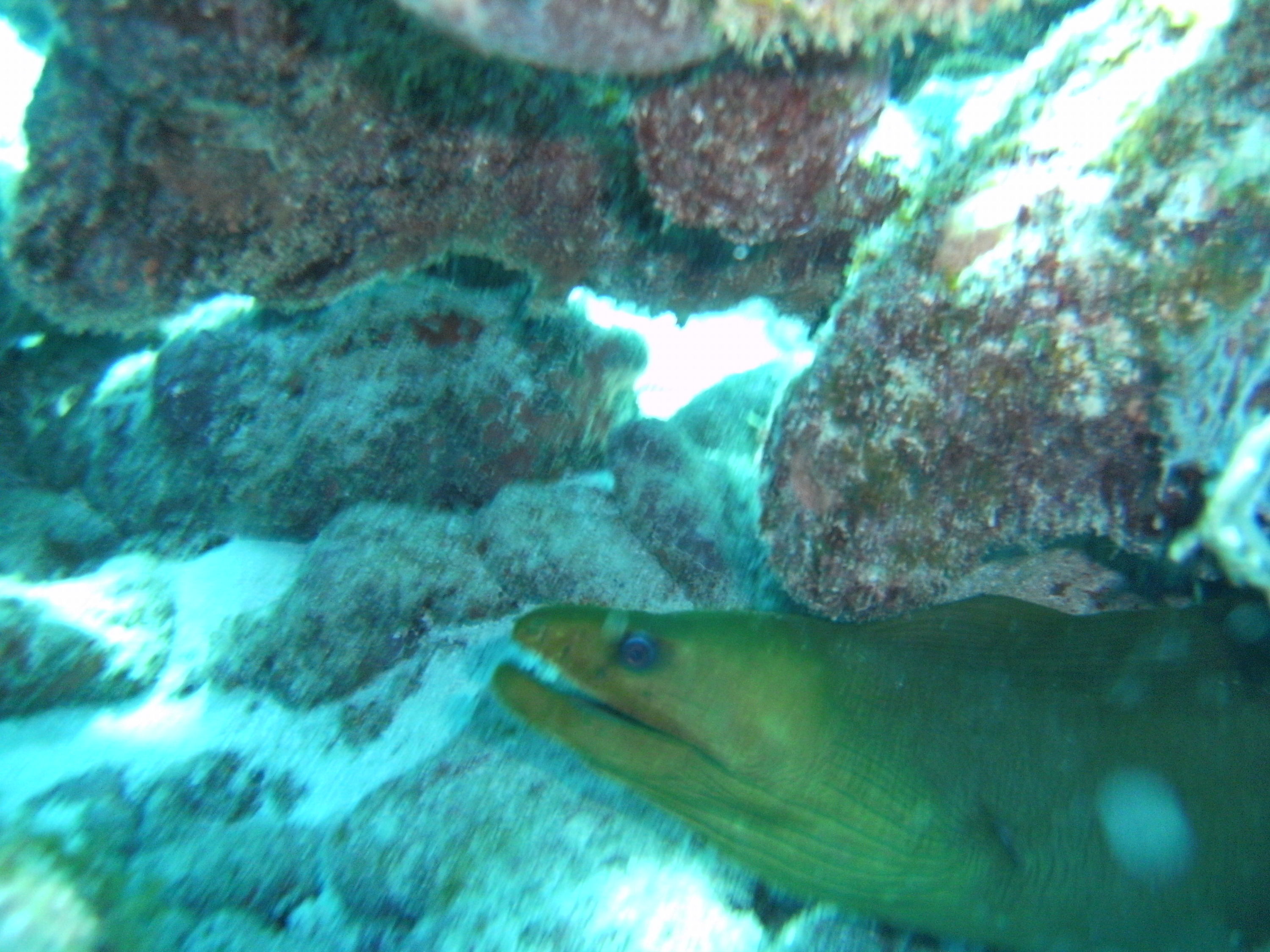 Green Moray Eel