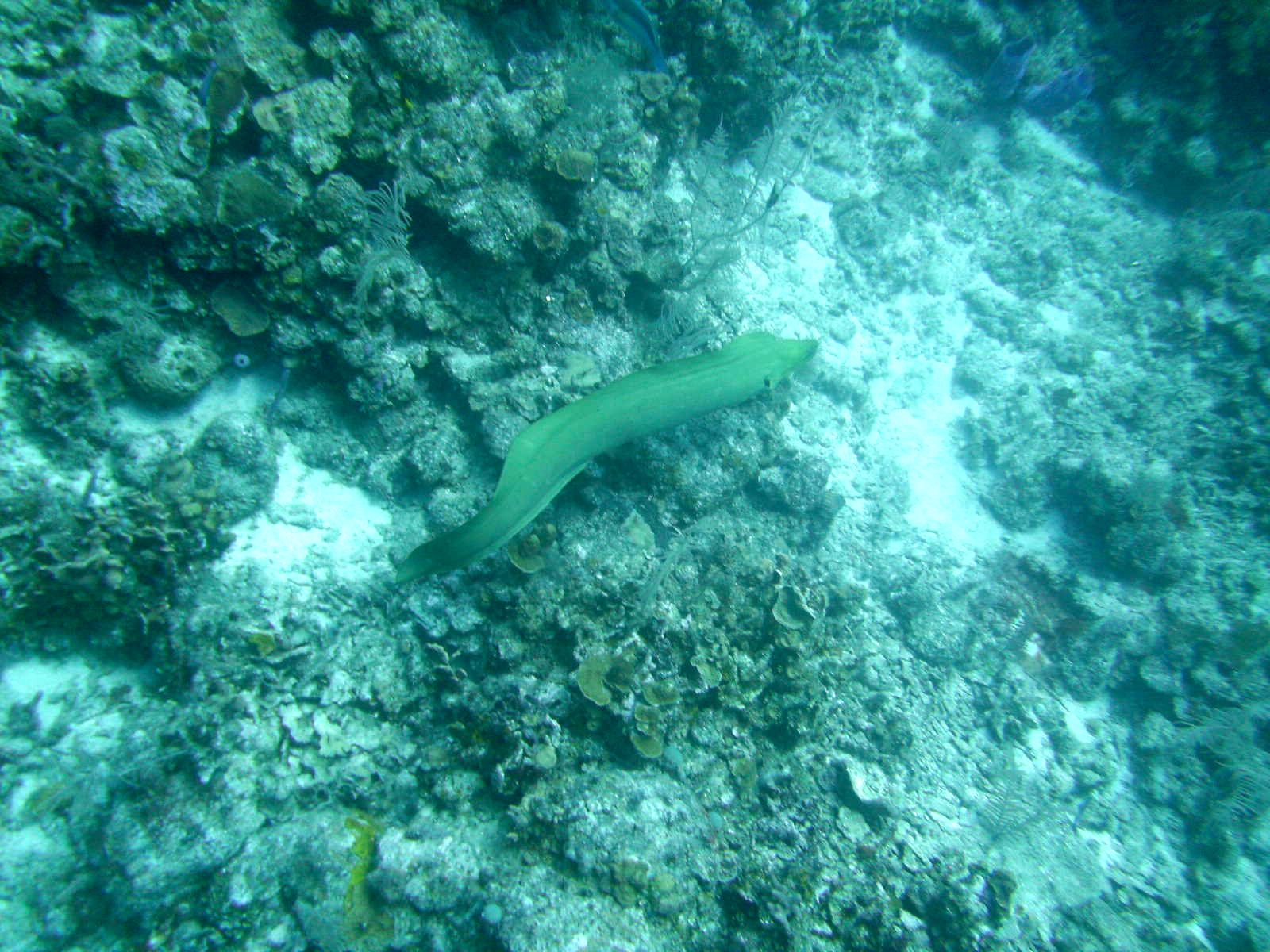 Green moray eel