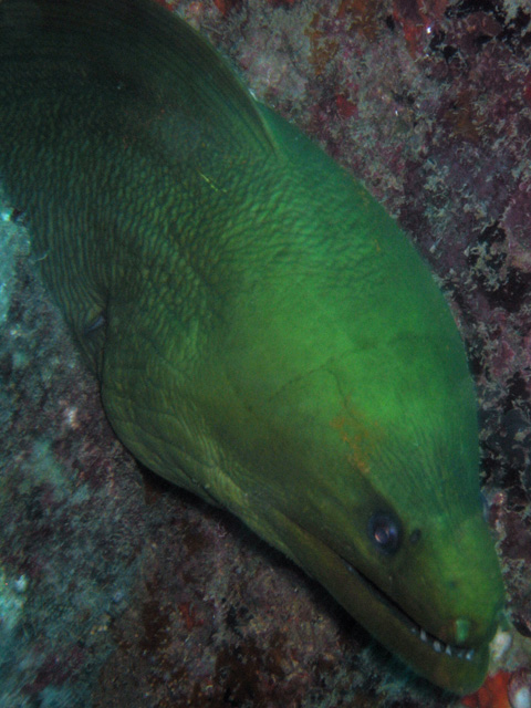 Green Moray Eel