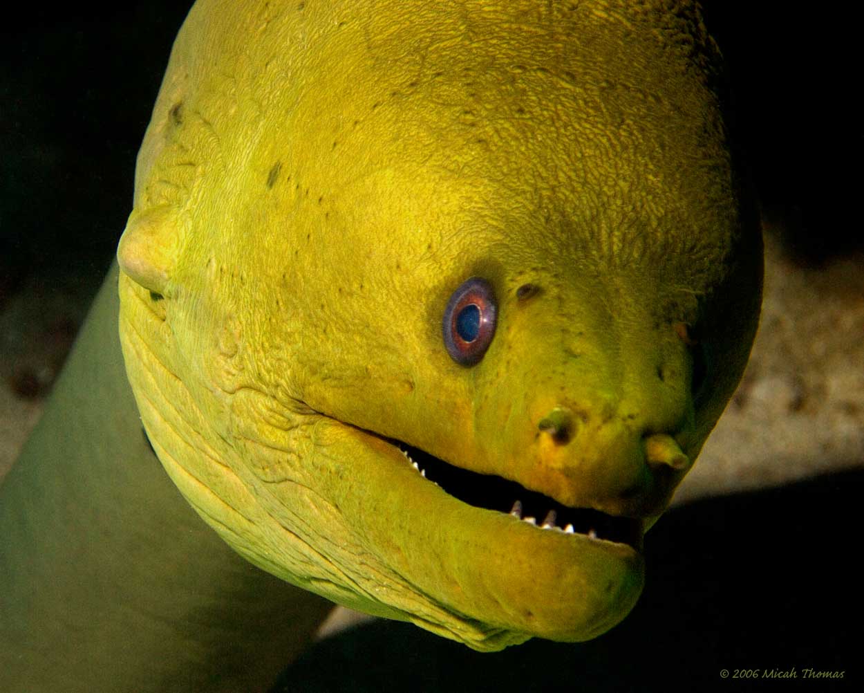 Green Moray Eel