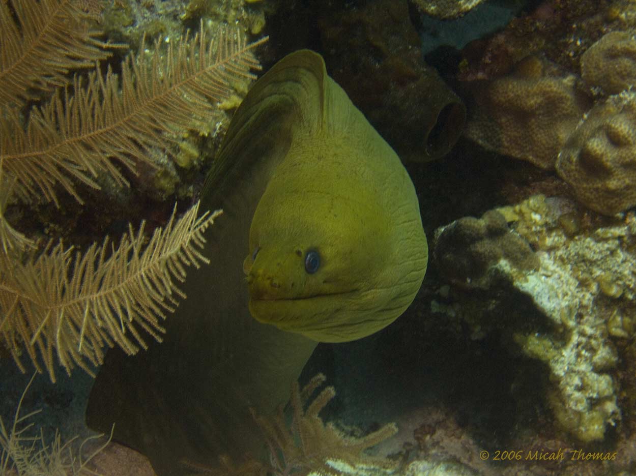 Green Moray Eel