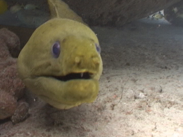 green moray eel