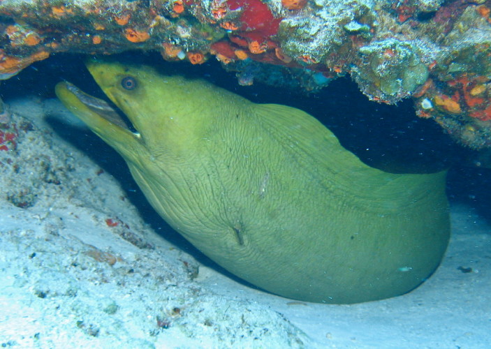 Green Moray Eel