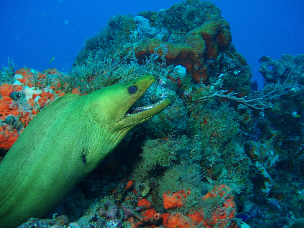 Green Moray North Double Ledges