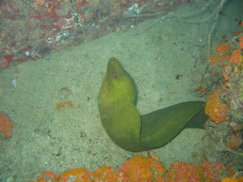 Green Moray on the USS Duane