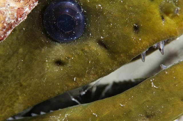 Green Moray up-close