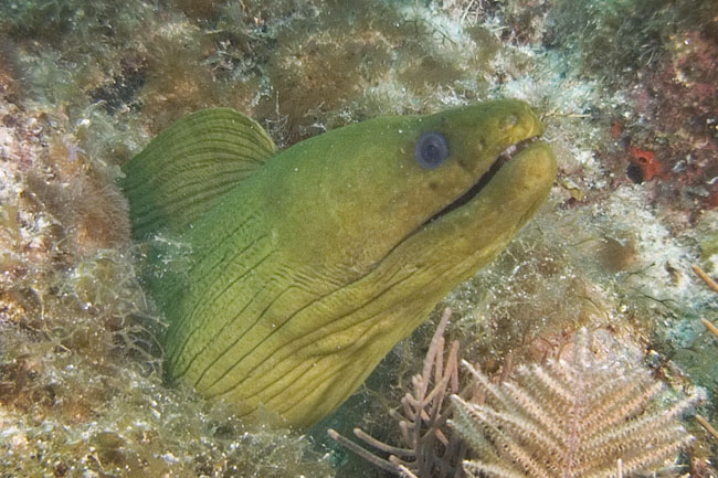 green moray