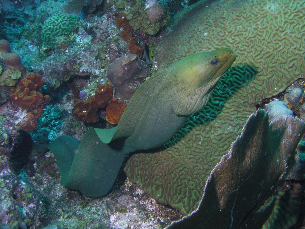 Green Moray