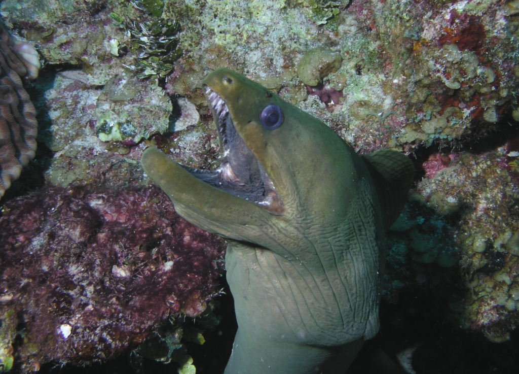 Green Moray