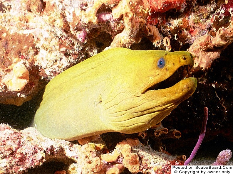 Green Moray