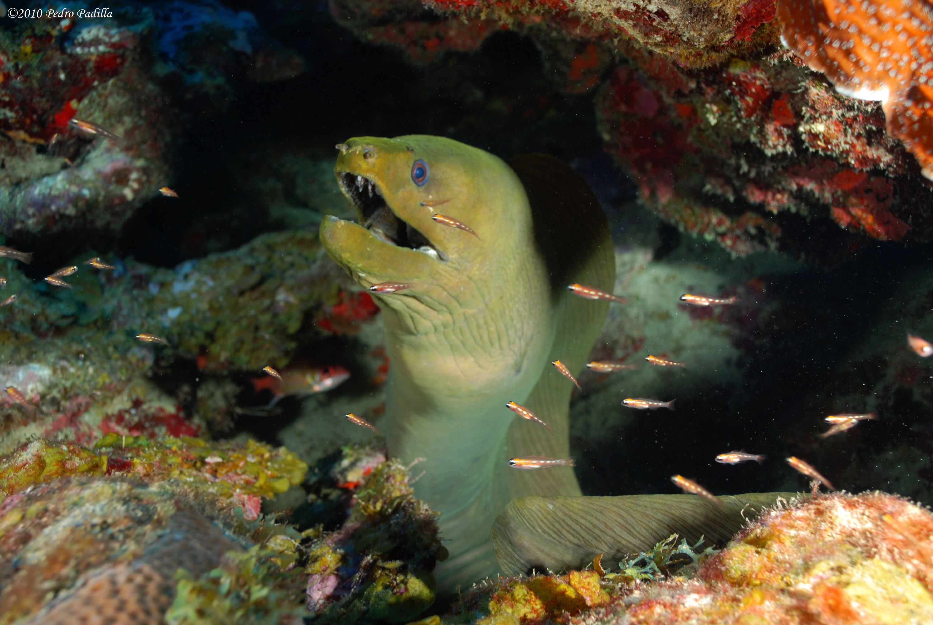 Green Moray