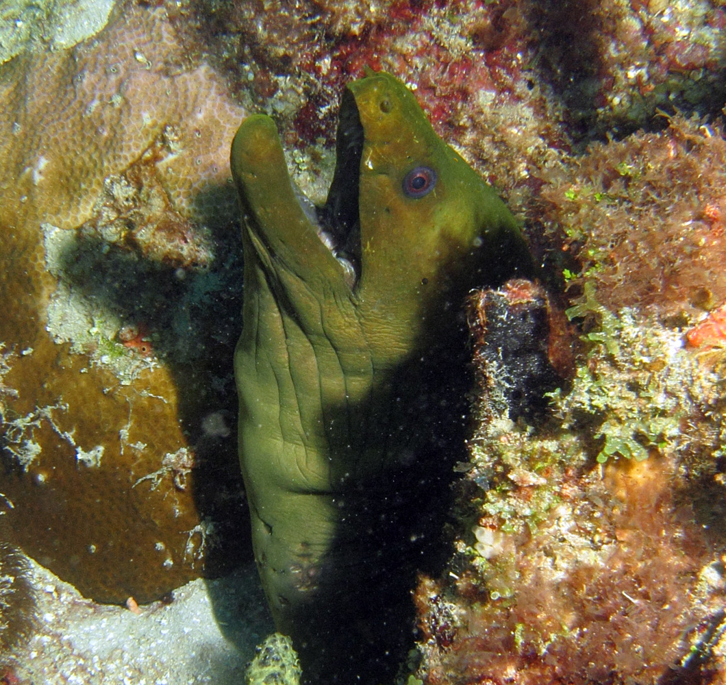 Green Moray