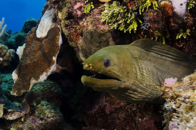 Green Moray