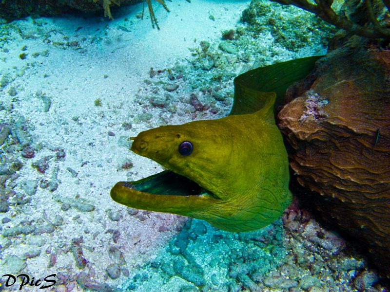 Green Moray