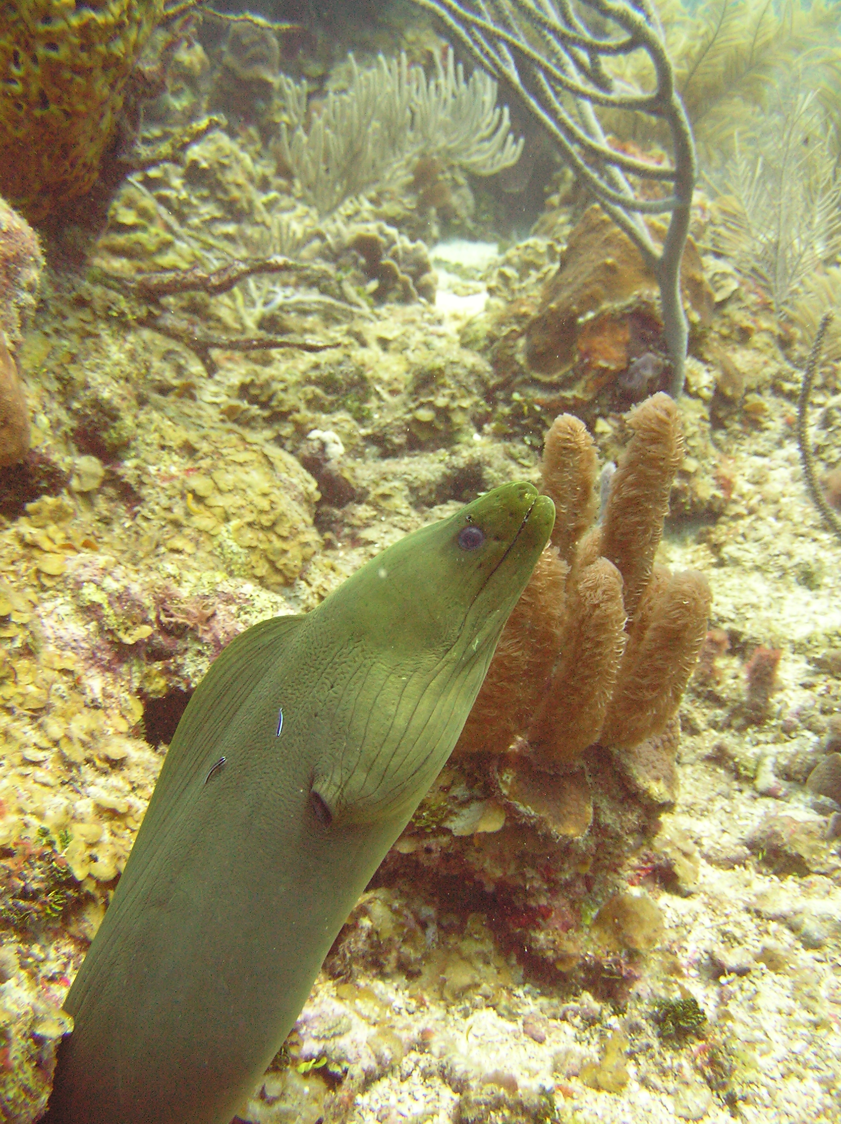 Green Moray