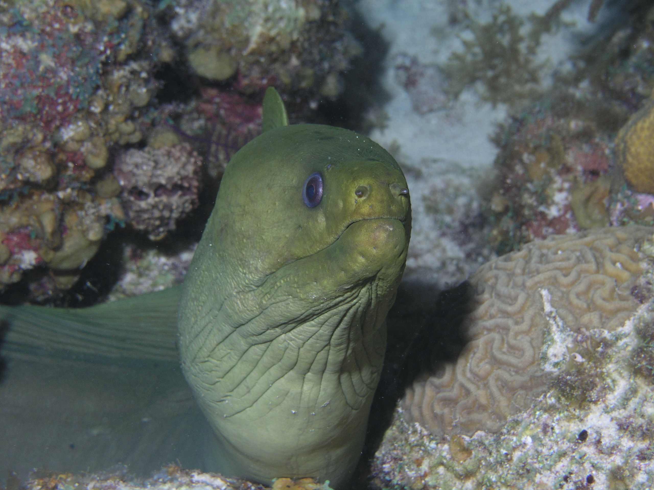 Green Moray