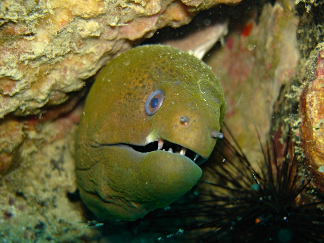 green moray