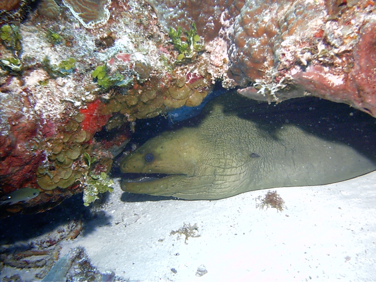 Green Moray