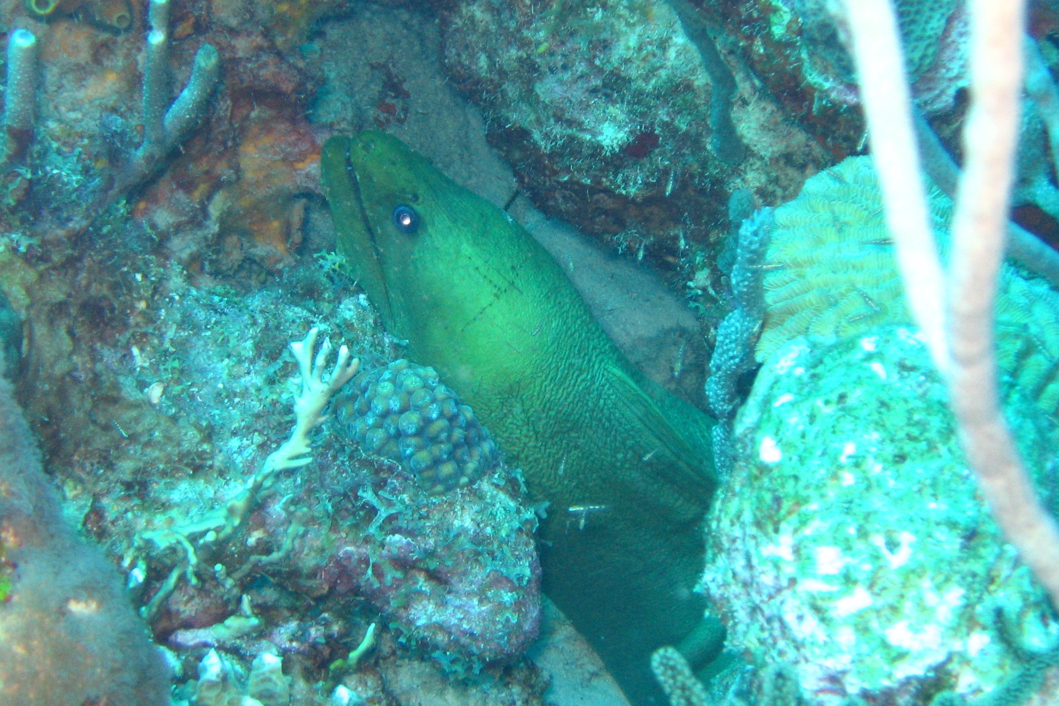 Green Moray