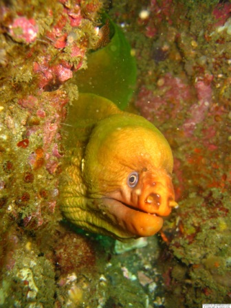 Green Moray