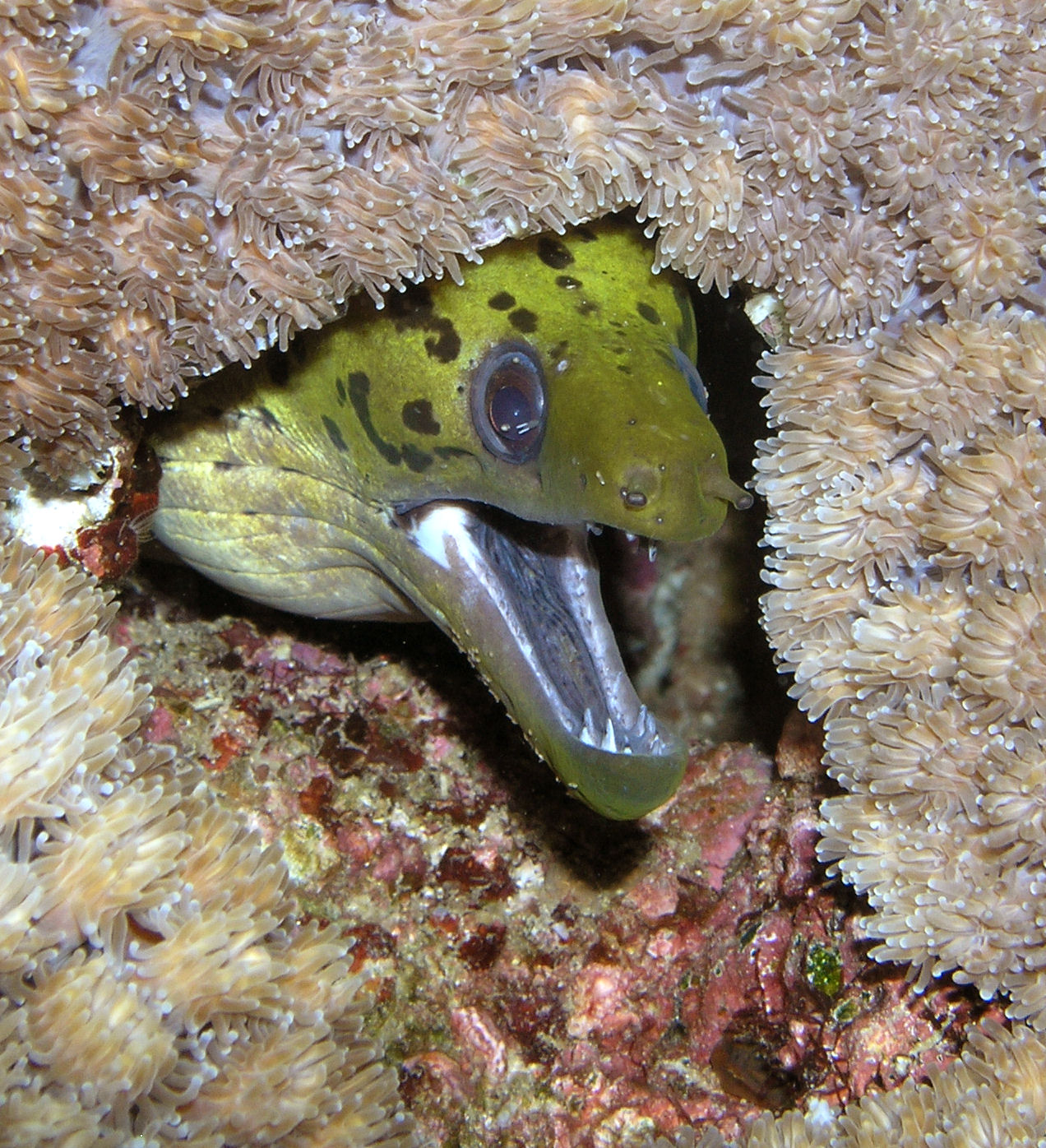 Green Moray