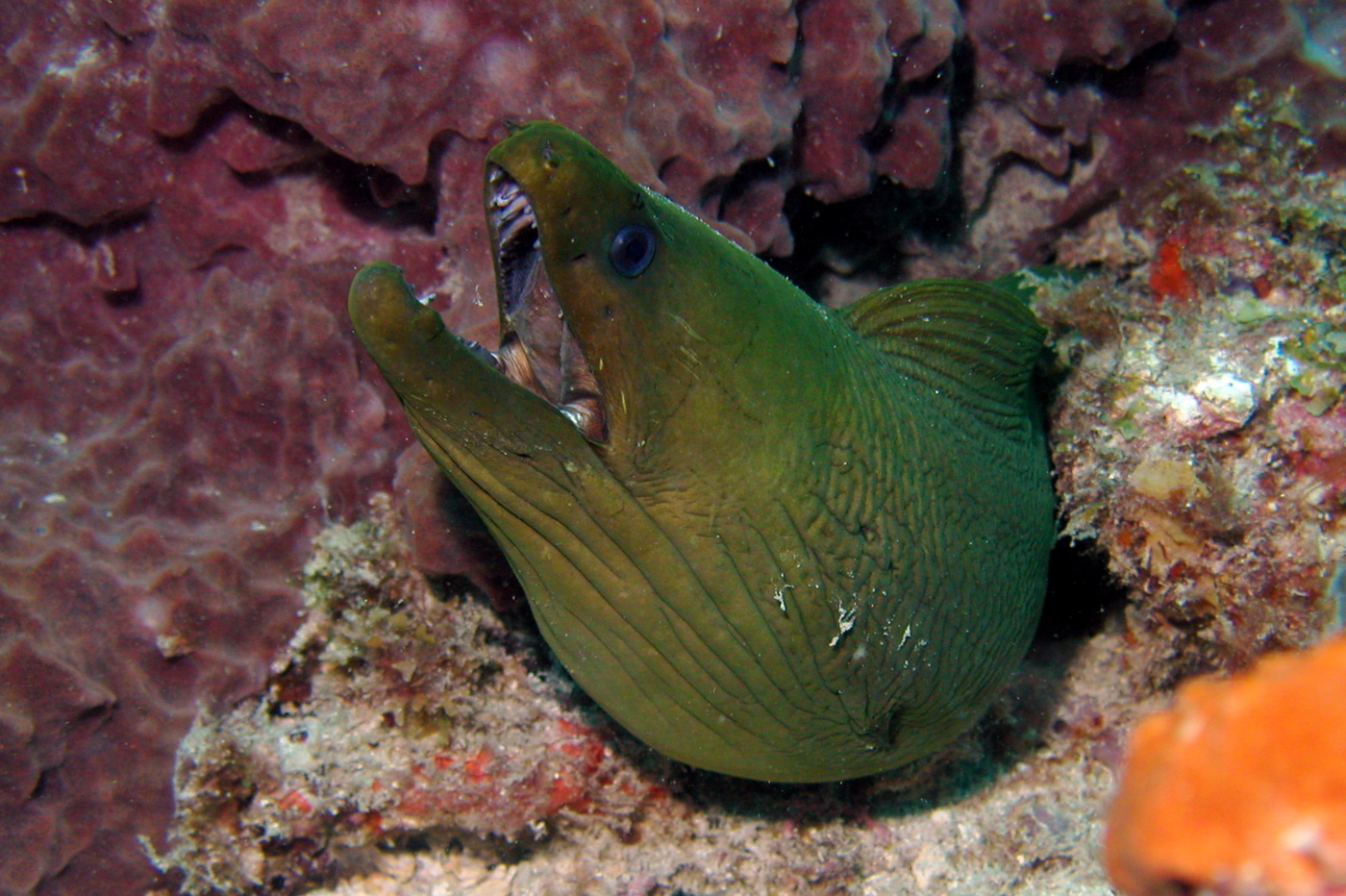 Green Moray