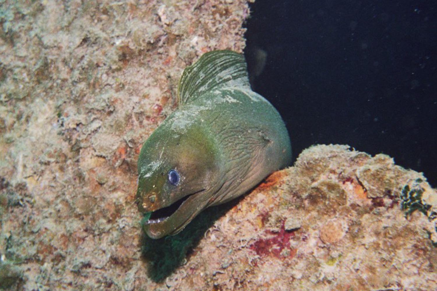 Green Moray