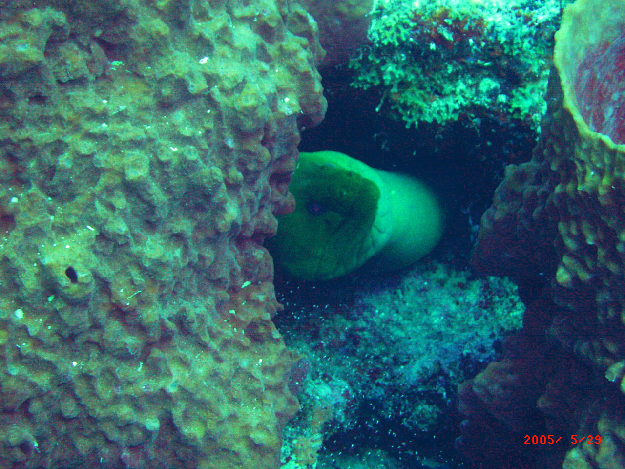 Green Moray