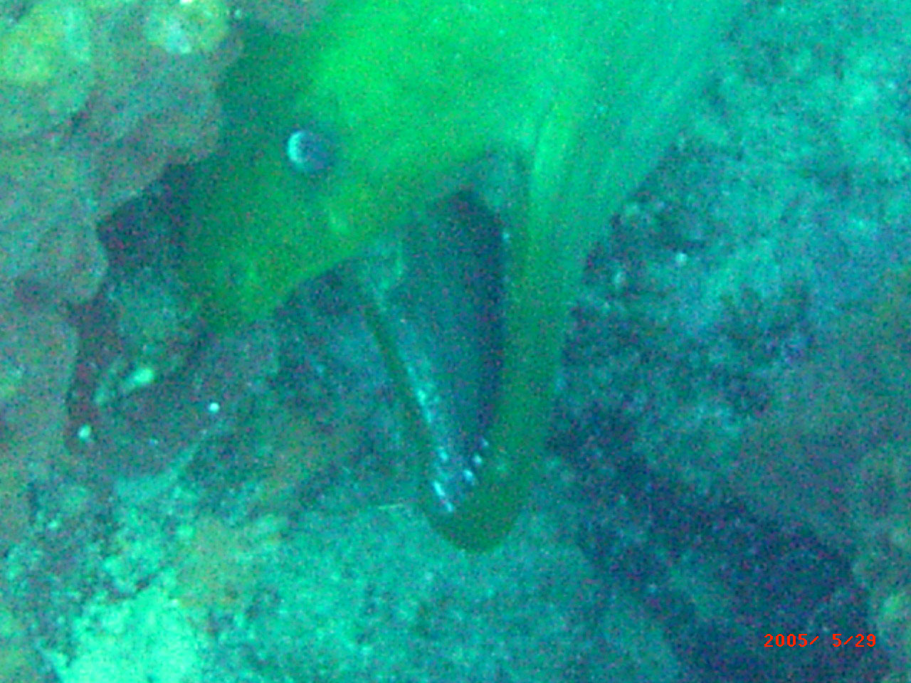 Green Moray